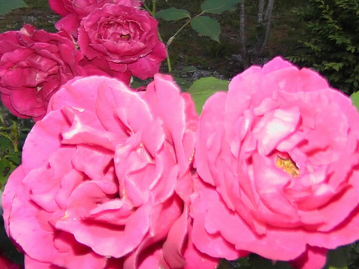 i d like to share my collections, flowers, gardening, My coral climbing rose