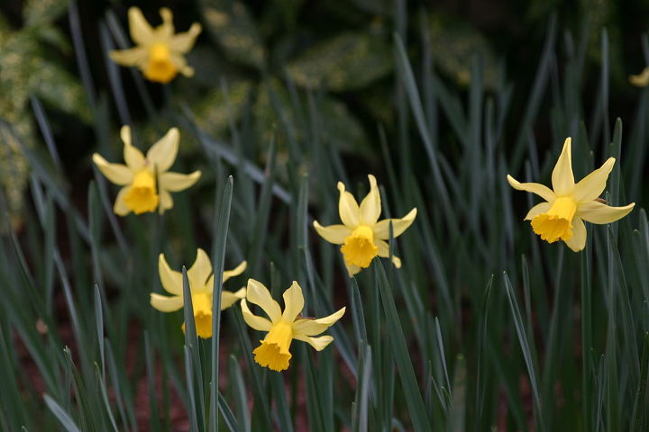 hellebores early daffodils witchhazel and leucojum aestivum are all blooming in my, gardening, Narcissus February Gold