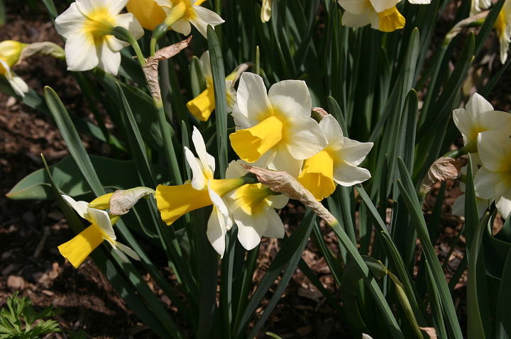 fall is for planting have you ordered your spring bulbs to plant for those of you, gardening, Narcissus Golden Echo