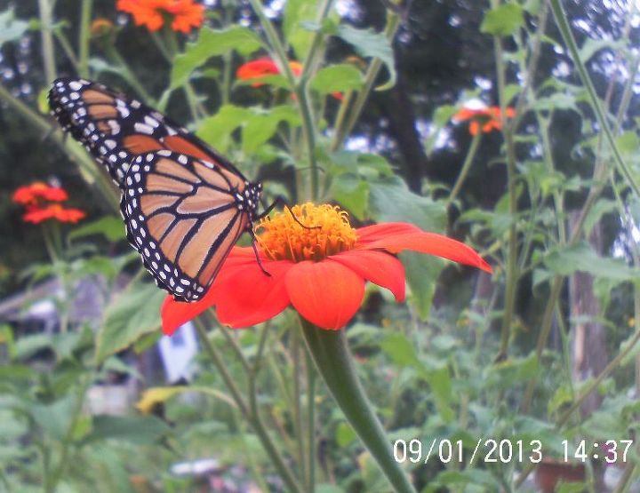still enjoying my butterflies monarch visit, pets animals
