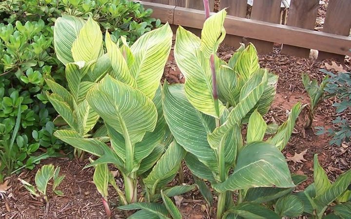 transplanted canna not looking so good, container gardening, gardening, Looked similar to this before the transplant