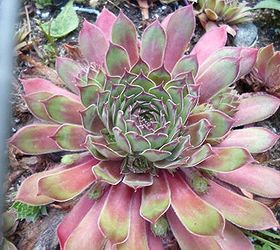 sempervivum in the fall, gardening, I always come back to this one just to check on the changes