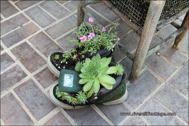 using boots for growing succulents, flowers, gardening, repurposing upcycling, succulents, The hen and chick succulents stay in the boot in the winter when it s moved inside the barn and come back to life with sunshine and water I found all this out because I was too lazy to remove the poor plants one winter