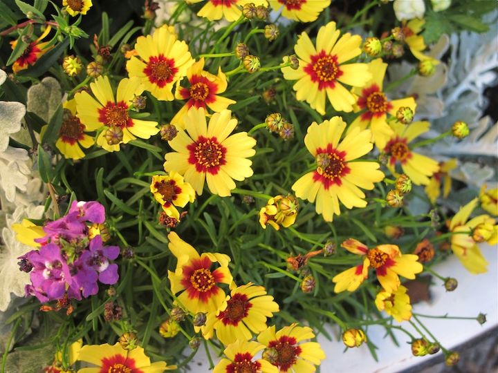 container garden in a vintage enamelware tub, container gardening, flowers, gardening, repurposing upcycling, A new plant for me Pineapple Pie Coreopsis full sun