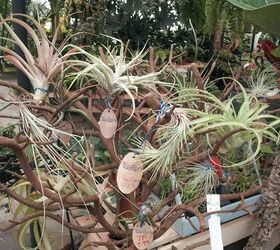 airplants in the house, gardening, home decor, Saw all of these at the nursery