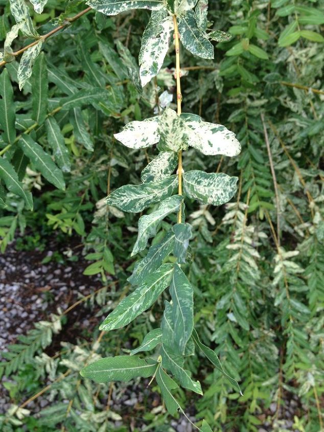 i received this shrub or tree from my daughter 4 years ago and would l, gardening, Anyone know the name of this Asian shrub