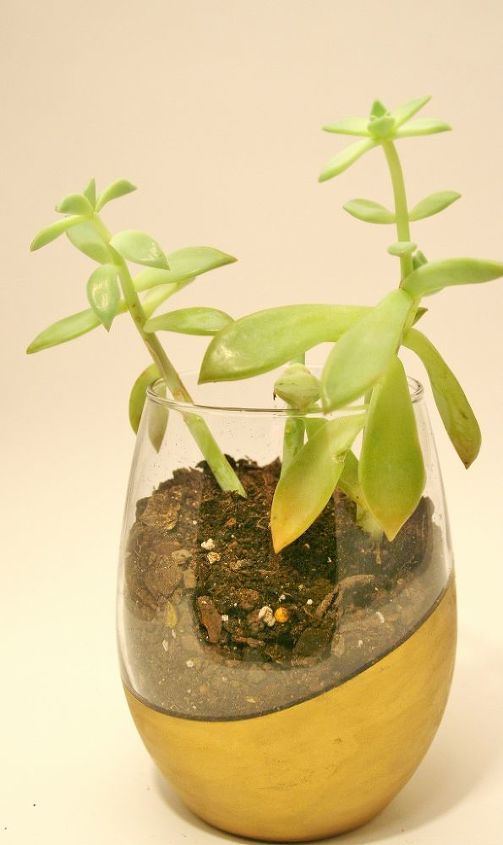 regalo dorado de una planta suculenta, Lo nico que queda por hacer es plantar la suculenta en el cristal