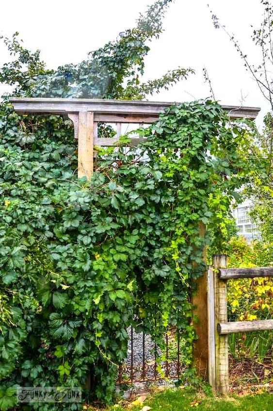 falling for a garden gone wild with amazing reclaimed features, flowers, gardening, outdoor living, repurposing upcycling, The Virginia Creeper vine went crazy overtop a wooden arbour as well Wait till you see what s behind it
