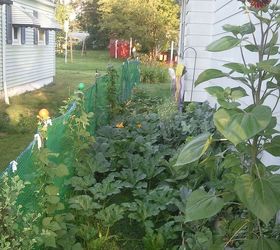 cinder block gardening, gardening, The pumpkins took over the garden