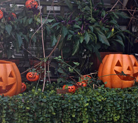 halloween in my urban garden jack o lanterns are birdwatchers, container gardening, flowers, gardening, halloween decorations, outdoor living, pets animals, seasonal holiday decor, succulents, urban living, The flora in this image includes my Creeping Jenny and Autumn Clematis Blog posts for all AND
