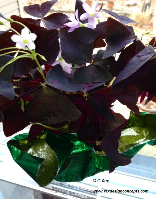 happy st patrick s day with purple shamrocks, flowers, gardening, seasonal holiday d cor