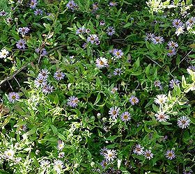 a wonderful aster for the south, flowers, gardening, Climbing aster provides a mass of blooms relished by bees