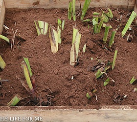 storing canna lilies and tender bulbs through the winter, gardening