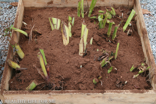 storing canna lilies and tender bulbs through the winter, gardening