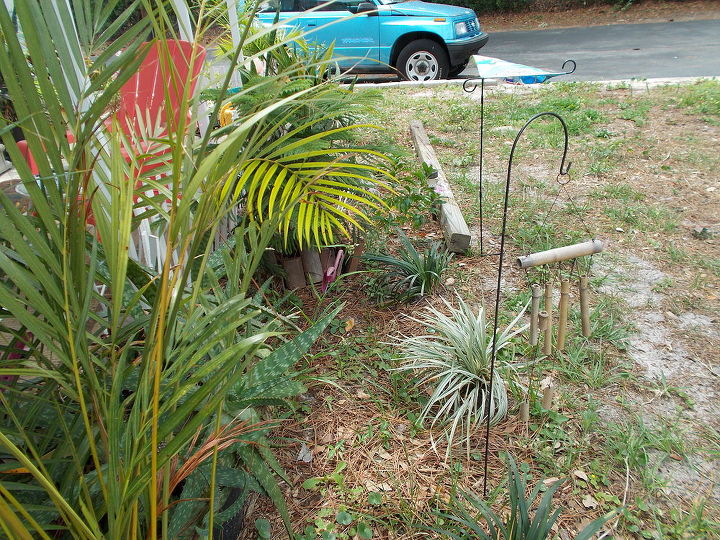 q why does my acrea palm look yellow need more water, gardening, landscape