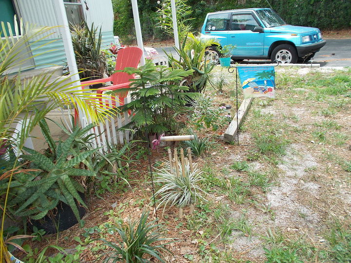 q why does my acrea palm look yellow need more water, gardening, landscape