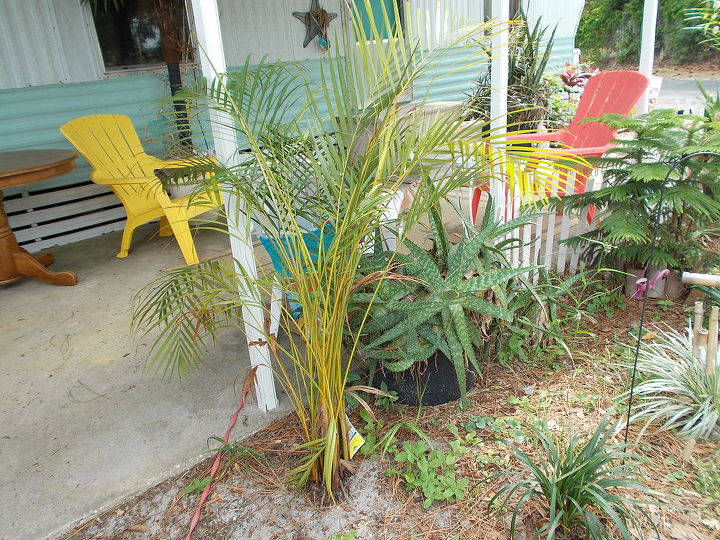 q why does my acrea palm look yellow need more water, gardening, landscape