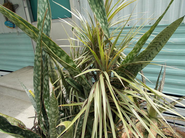 q why does my acrea palm look yellow need more water, gardening, landscape