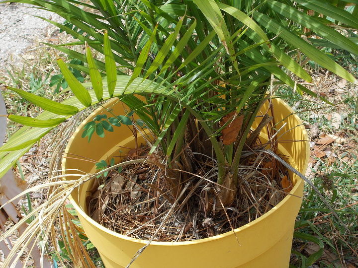q why does my acrea palm look yellow need more water, gardening, landscape