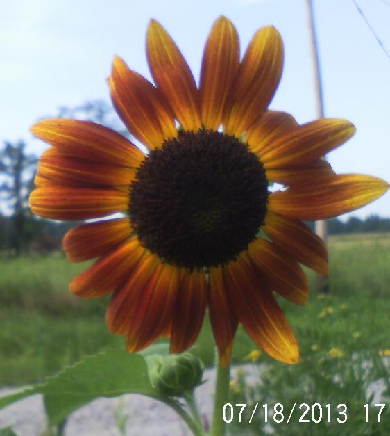 just some of the flowers in our yard, flowers, gardening, Autumn Sunflower