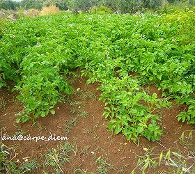 our 1 year old vegetable garden, gardening, potatoes