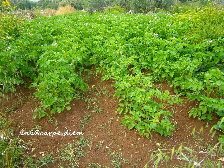 our 1 year old vegetable garden, gardening, potatoes