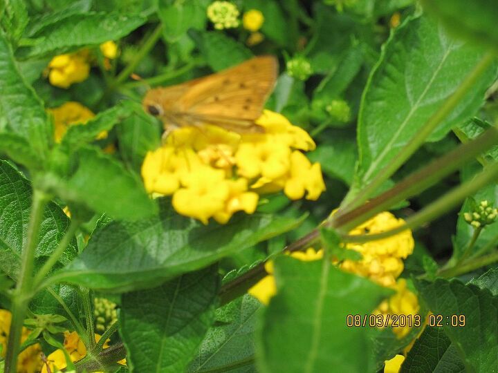 nature right in my yard, flowers, gardening, pets animals, so many of those gold small butterflies