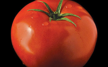 Read this book and you won't eat a winter tomato again