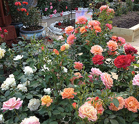 the resiliency of roses a celebration of national rose month, flowers, gardening, A Spring Rose Garden Bloom Defies Description