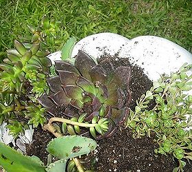 succalents planted in a bird bath made into a planter, curb appeal, gardening