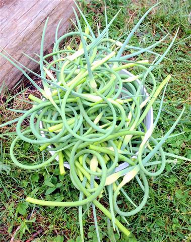 garlic scapes grow it eat it, flowers, gardening, To harvest the garlic scapes you will snap them at the bottom of the flower stalk as close as you can to the leaves