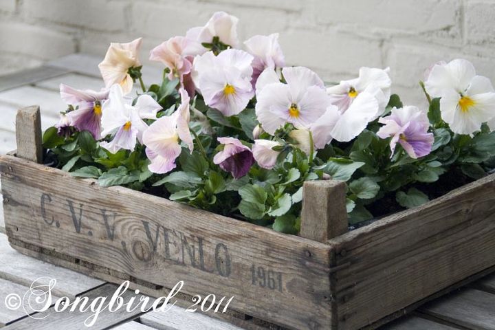 i am a member of crate collectors anonymous, home decor, repurposing upcycling, A fruit crate and violets Love the pale colors together