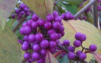 Callicarpa bodinieri 'Profusion' commonly called 'Profusion' Beautyberry