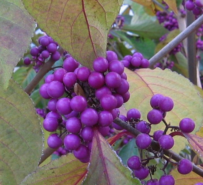 callicarpa bodinieri profusion commonly called profusion beautyberry, gardening