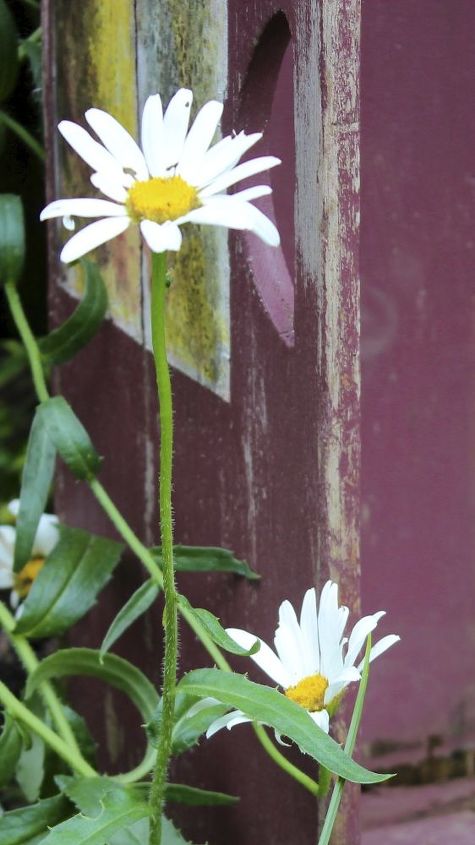 five favourites for mid summer blooms, flowers, gardening, perennials, shasta daisy an old fashioned favourite