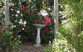 Rose covered Pegola in my garden*