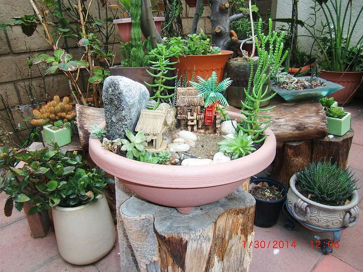 my new hobby collecting different kinds of succulent plants, flowers, gardening, home decor, succulents, my miniature garden