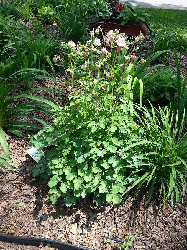 columbine aquilegia a beautiful spring bloomer to share, container gardening, flowers, gardening