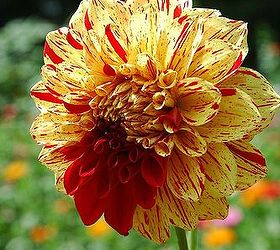 fellow gardeners i need your help confused dahlia or not, flowers, gardening