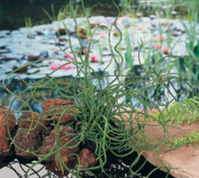 our fave five aquatic plants for the pond, flowers, gardening, outdoor living, Corkscrew Rush provides lots of personality plant in shallow edges of pond