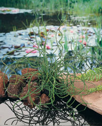 our fave five aquatic plants for the pond, flowers, gardening, outdoor living, Corkscrew Rush provides lots of personality plant in shallow edges of pond