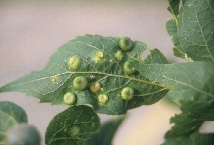 i m seeing a lot of leaf and stem galls on landscape plants these are caused by tiny, gardening, pest control, nipple gall