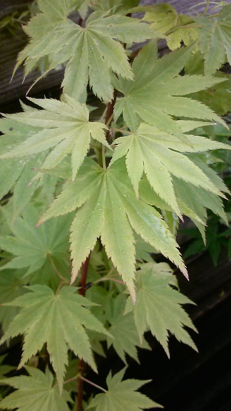 my love affair, Jordan