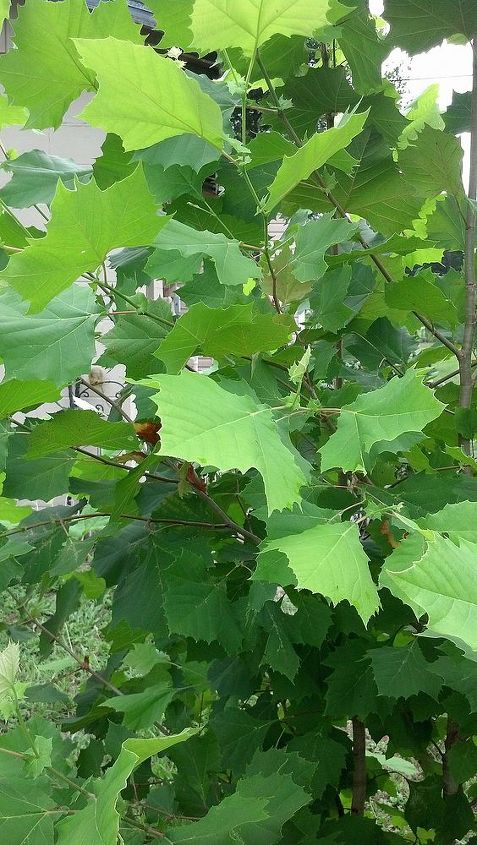 q i think this is a maple tree can anyone let me know for sure, gardening
