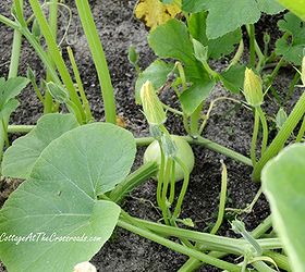 growing white pumpkins, gardening, Pumpkins have male and female blossoms and only the female blossoms develop pumpkins Bees are essential for pollination