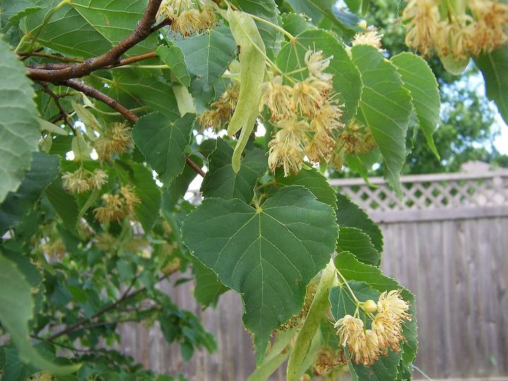 is this a catalpa tree