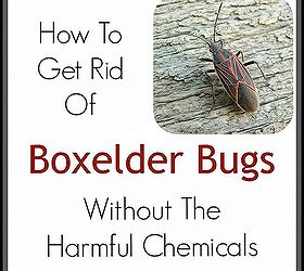 how to get rid of boxelder bugs without harmful chemicals, pest control, The safest and easiest way to get rid of boxelder bugs