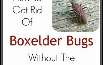 How to Get Rid of Boxelder Bugs Without Harmful Chemicals