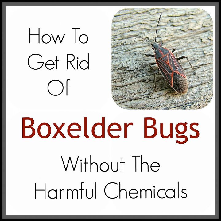 how to get rid of boxelder bugs without harmful chemicals, pest control, The safest and easiest way to get rid of boxelder bugs