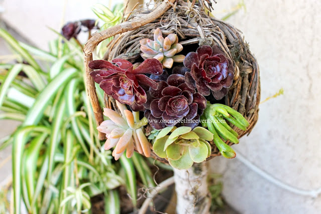 bird house and how to make a succulent nest, flowers, gardening, outdoor living, succulents
